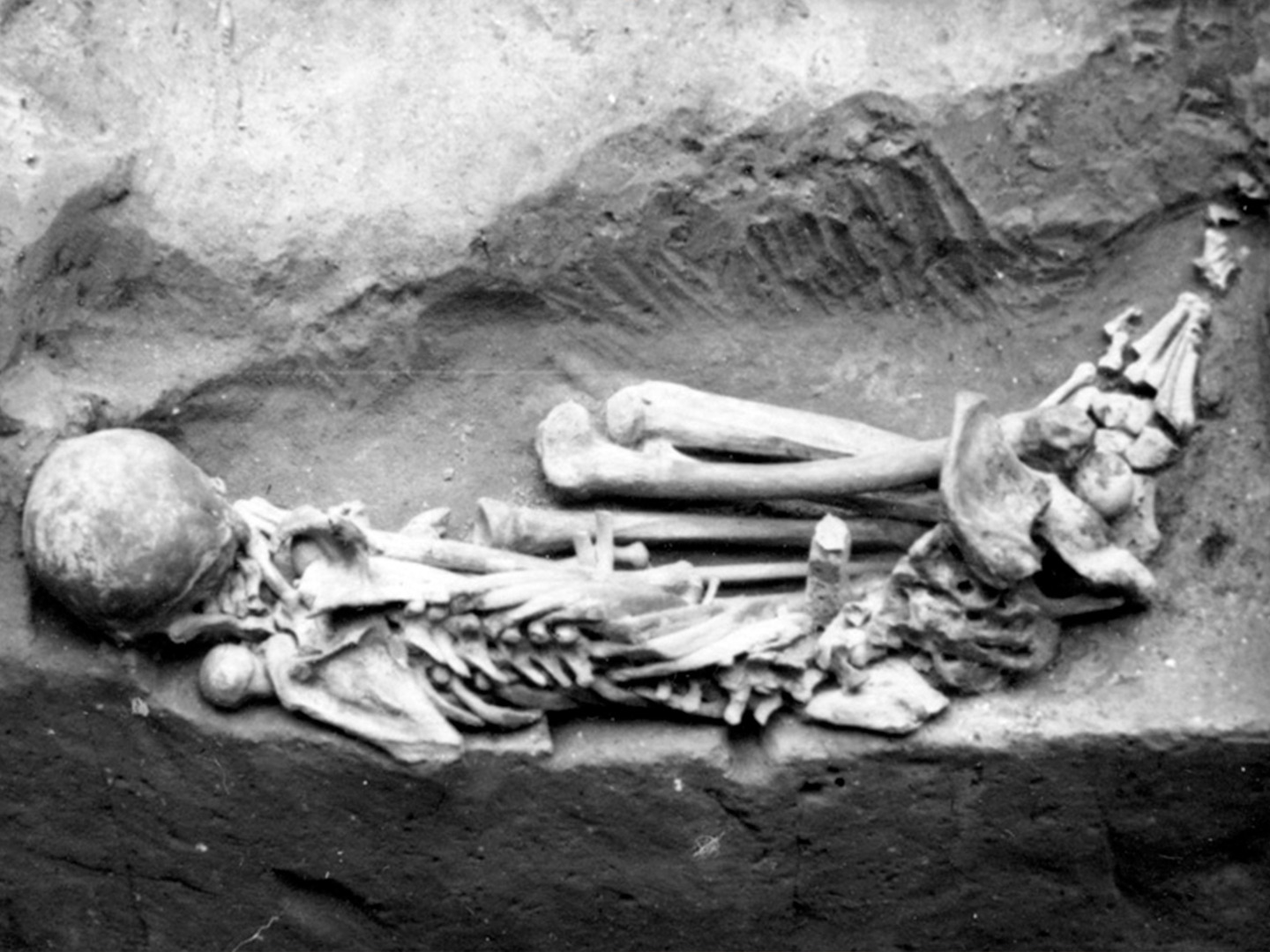 Погребение Homo sapiens. Стоянка Костенки 14