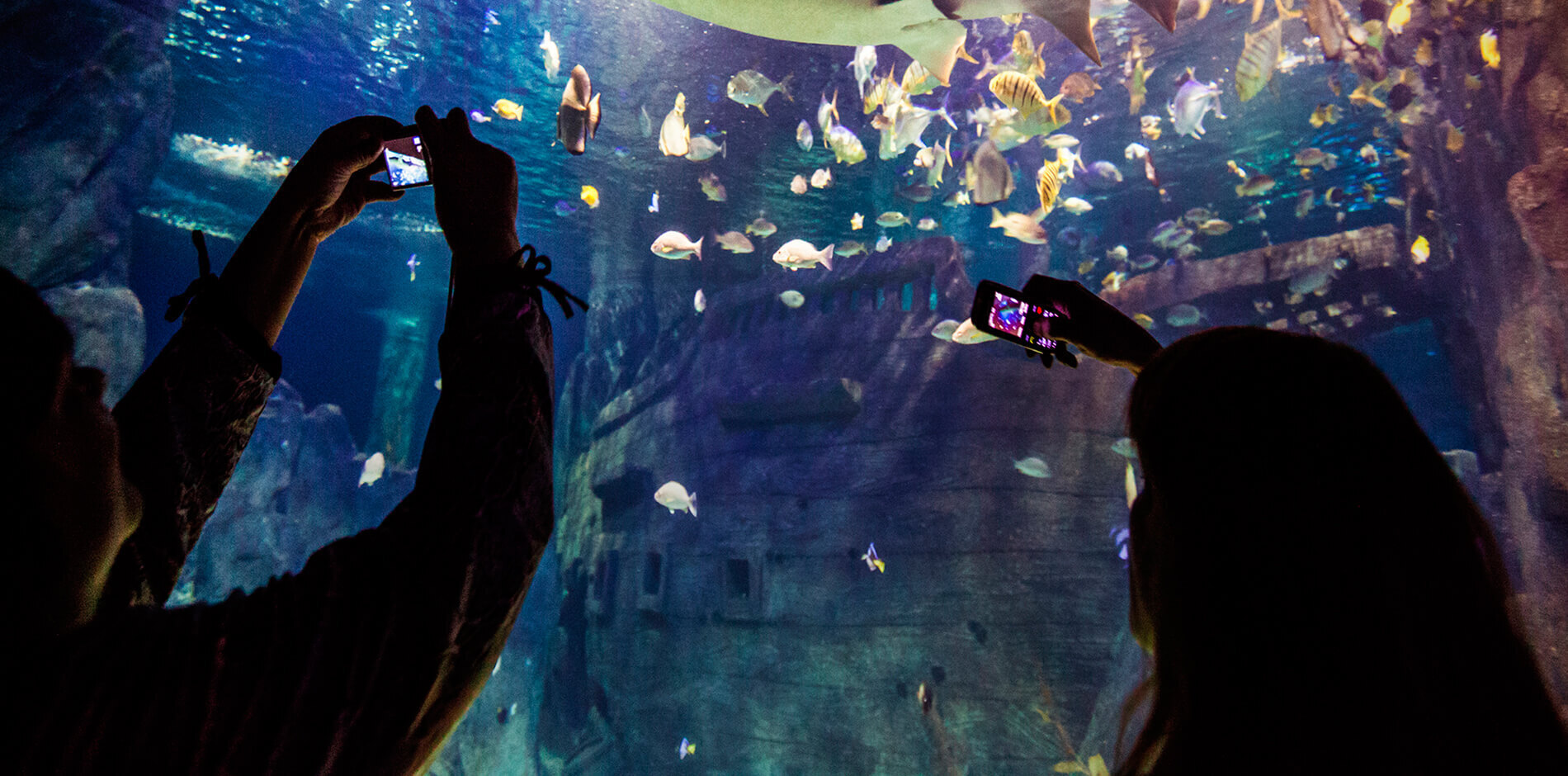 Сочи Дискавери Ворлд Океанариум. Фото: sochiaquarium.ru Сочи Дискавери Ворлд Океанариум. Фото: sochiaquarium.ru