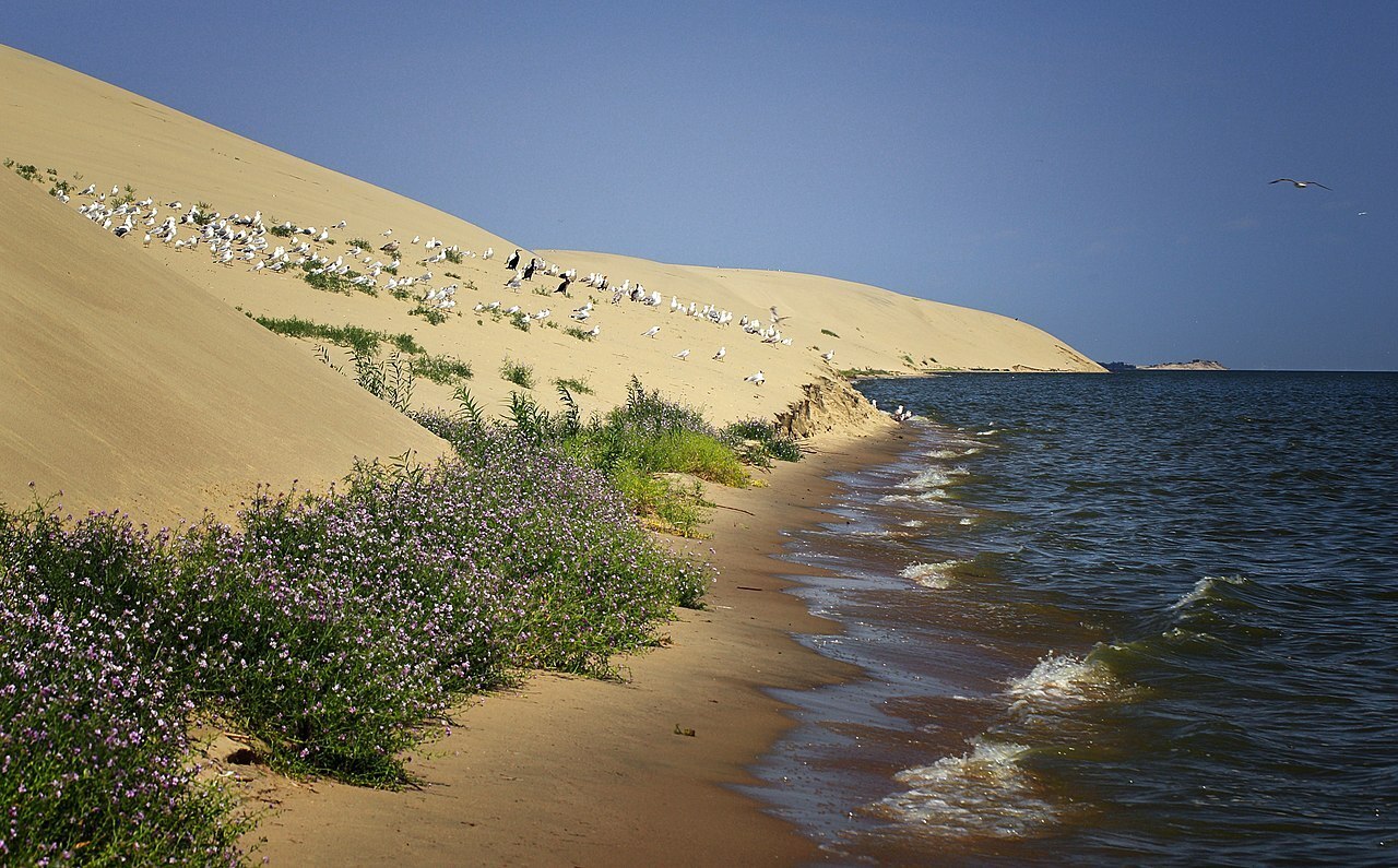 Берег Куршского залива. Фото: Марина Торгашова. Берег Куршского залива. Фото: Марина Торгашова.