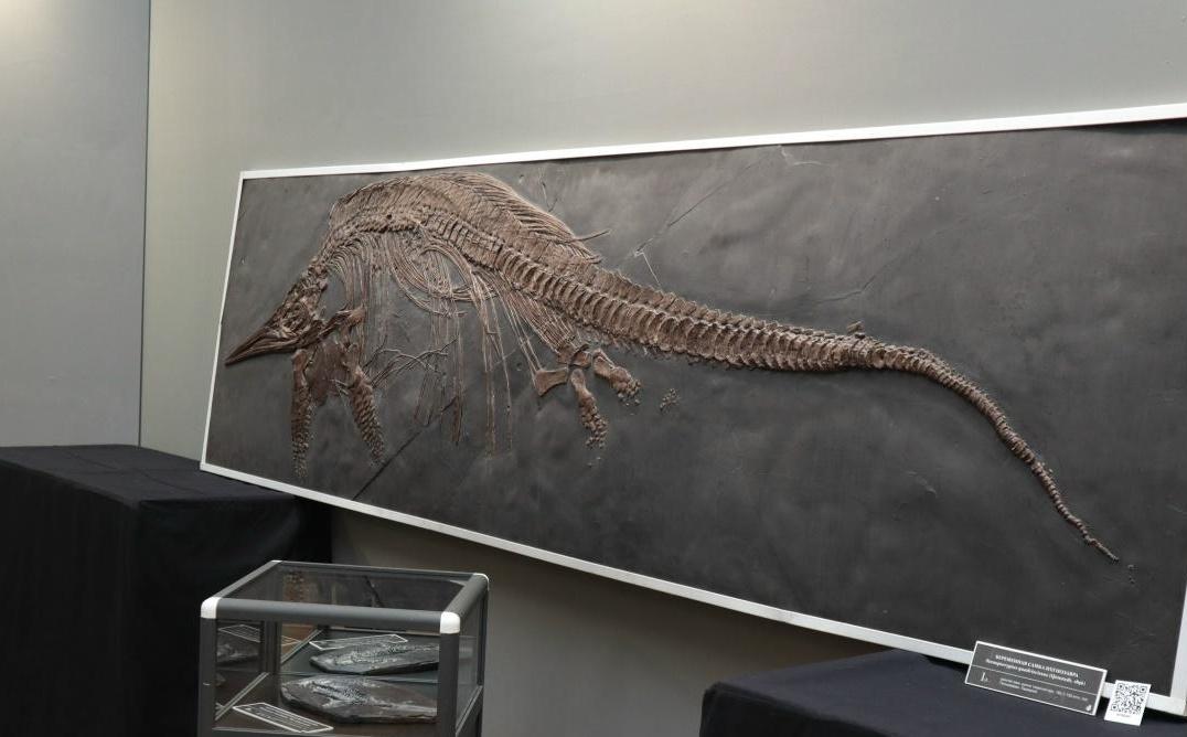 Выставка Древняя жизнь