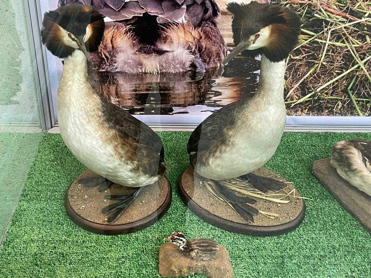 Птица 2026 года