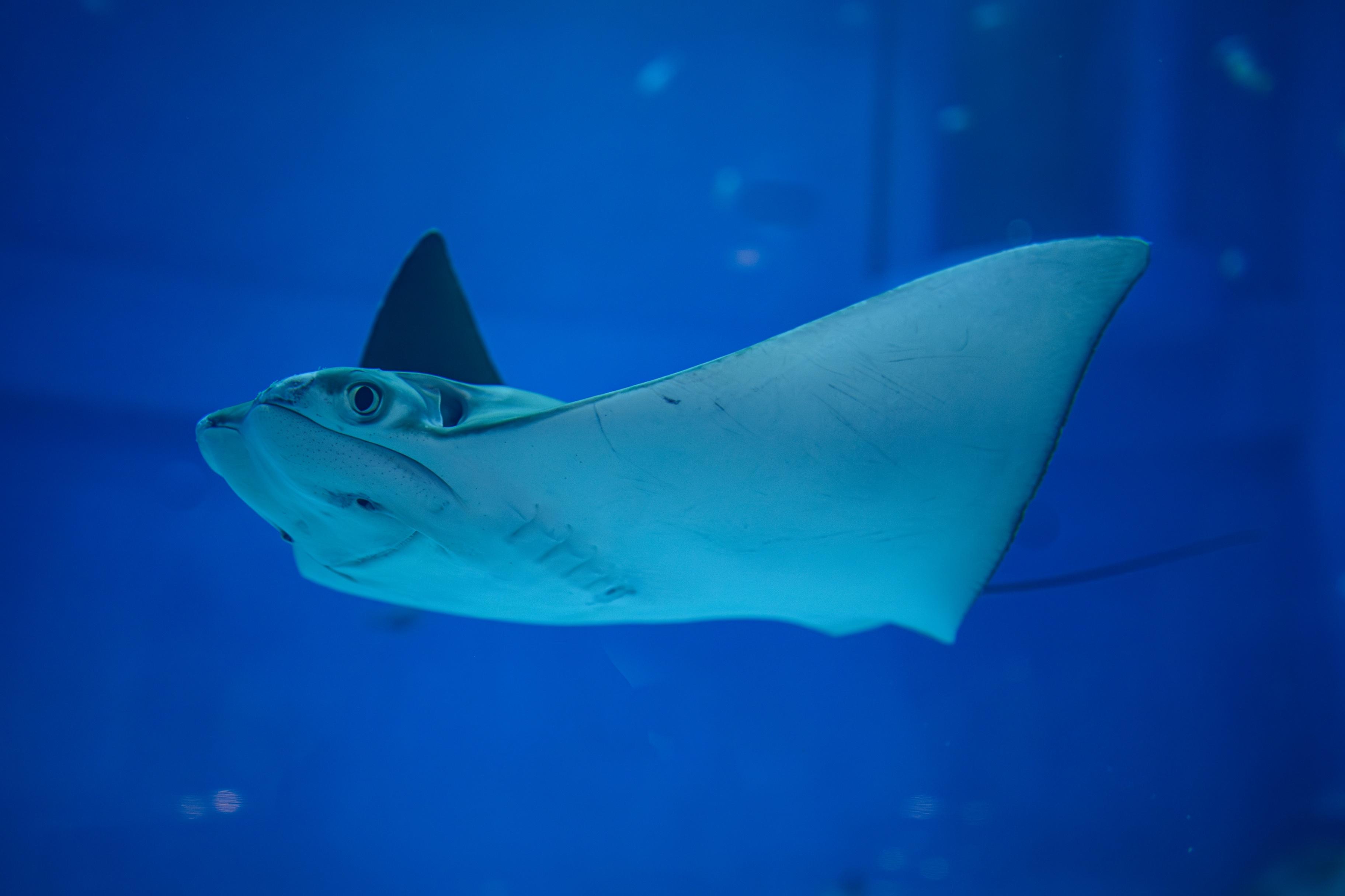 Экспозиция центра Планета Океан