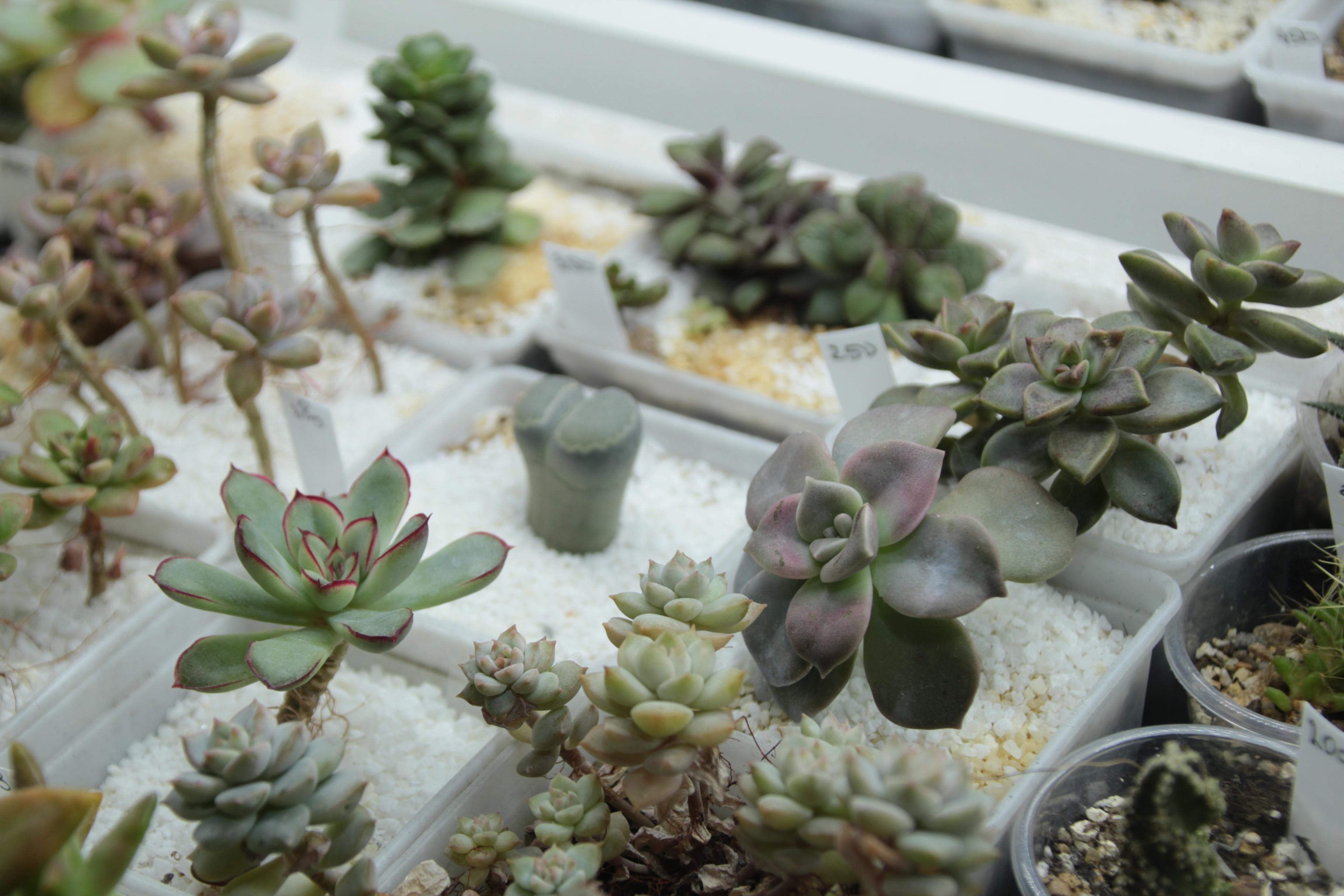 Выставка Дарите женщинам цветы